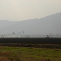 cranes in flight over the irrigation system